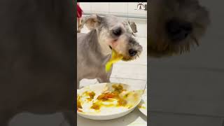 Puppy Food Vlog 🦴🦴 dog pets pupyy dogfoodreview puppyvideos cute [upl. by Messab509]