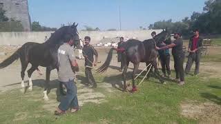 Horse meeting first time  horse name saltan [upl. by Suoirtemed]