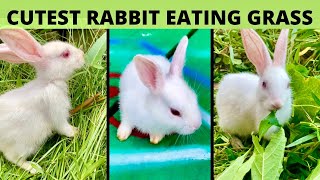 Cutest Rabbit Baby Eating and Playing  Cute Bunny Babies  Cute Animal Videos [upl. by Barram821]