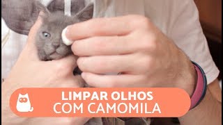 Como limpar os olhos do gato com CAMOMILA [upl. by Zebedee902]