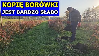 Kopię Borówki  JEST SŁABO Przesadzanie Borówki amerykańskiej Podłoże Stanowisko Rozstaw Uprawa [upl. by Nylinnej]