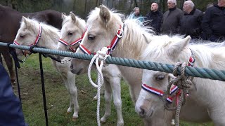 PAARDENMARKT LOTTUM 2024 Part 1 [upl. by Sakmar]