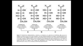 Estructura de los carbohidratos [upl. by Enelrats484]