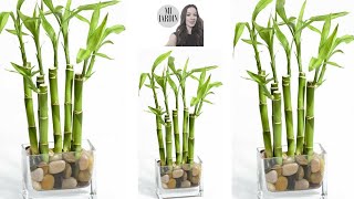 BAMBU LUCKY 🎍🎋BAMBU DE LA SUERTE [upl. by Lafleur]