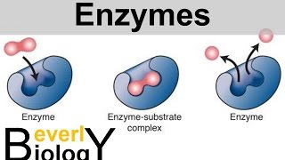 Enzymes and Catalysts [upl. by Koenig]