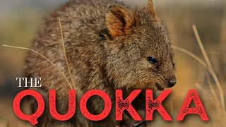 The Quokka  The Happiest Animal on Earth [upl. by Nilram777]