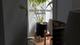 Vanilla Rescue shorts garden indoorplants diy propagation plantcare plants houseplants [upl. by Ahsela]