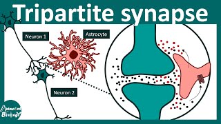 Tripartite synapse  Role of astrocytes  gliotransmitters  Neurology  USMLE step 1 [upl. by Ragen115]