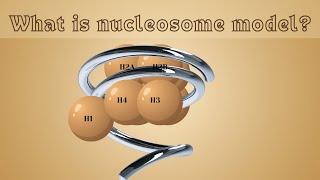 What is Nucleosome model  Animated video [upl. by Etezzil]