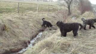 Bouvier des Flandres [upl. by Kassaraba]