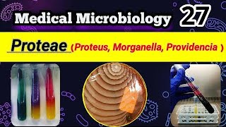 Proteus Morganella Providencia Proteae group شرح بالعربي [upl. by Akire479]