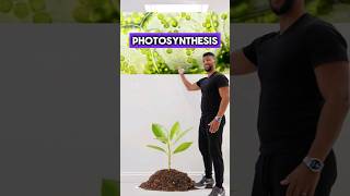 GCSE Biology  Photosynthesis Rap [upl. by Ynoyrb]