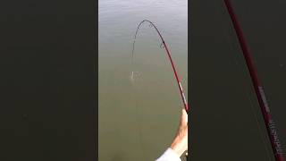 Big Fish in the Grass shorts fishing kayakfishing bigfish redfish beaufortsc kayak [upl. by Floridia]