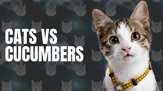 Cucumbers vs Cats  The Furry Fear Factor [upl. by Isej]