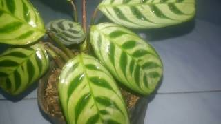 Calathea Burle Marx [upl. by Hole407]