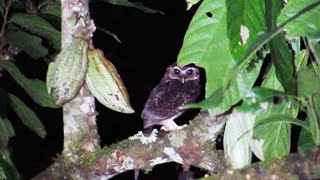 Speckled Boobook  Sulawesi endemic [upl. by Armanda]