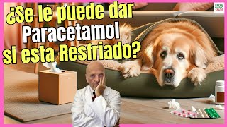 🔴 ¿SE LE PUEDE DAR PARACETAMOL A UN PERRO RESFRIADO 🔴 [upl. by Matty]