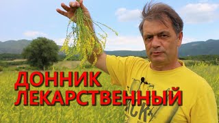 Донник лекарственныйmelilotus officinalis [upl. by Billy639]