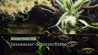 Schützenfische im Paludarium  Biotope hinter Glas [upl. by Nagad816]