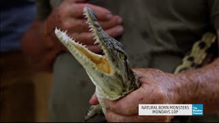 Natural Born Monsters Baby Crocodiles [upl. by Gayel656]