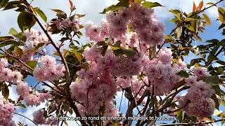 Prunus serrulata Kanzan  Alles over de groei bloei én snoei [upl. by Cinamod]