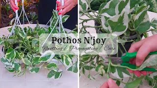 Pothos Njoy Repotting amp Propagating  Care  Pothos NJoy In Hanging Basket [upl. by Moritz]