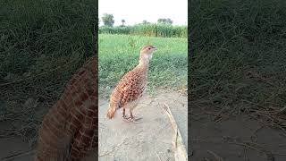 Grey Francolin Voice  Teetar ki Awaz [upl. by Kcinom]