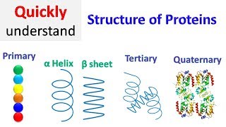 Protein structure primary secondary tertiary quaternary [upl. by Nitsirhc]