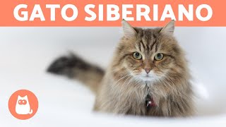 GATO SIBERIANO  ¡Características cuidados y salud [upl. by Mcleod]