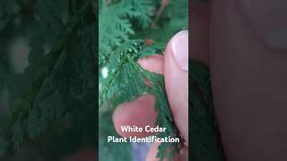 White Cedar Plant Identification  Medicinal Plants 🕊 herbalism foraging [upl. by Amliw]