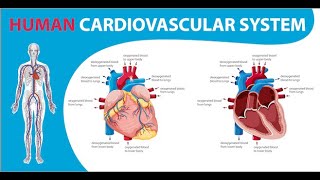 Introduction of Cardio Vascular System  Technician Hari [upl. by Kyriako]