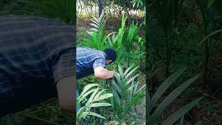 betel nut Plantation highlight [upl. by Jezabel429]