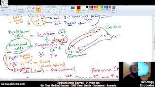 أنسجة الغدة الجار درقية Parathyroid gland histology  عبد الله رضا MD  Rocademia روكاديميا [upl. by Howard340]