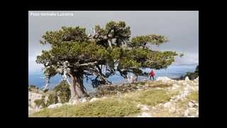 Alberi monumentali dItalia [upl. by Tiana]