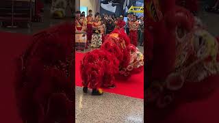 Epacs lion dance at omission [upl. by Atinauq]