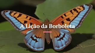 A Lição da Borboleta  Uma História para refletir historia reflexões [upl. by Richmond]