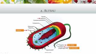 Mikrobiologie Bakterien Teil 1  Heilpraktikerprüfung [upl. by Noraf775]