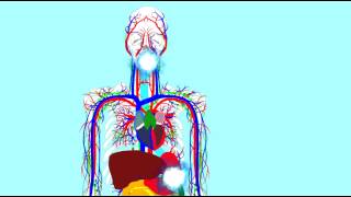 DIGESTIVE ENZYMES LIPASES 1 [upl. by Idel853]