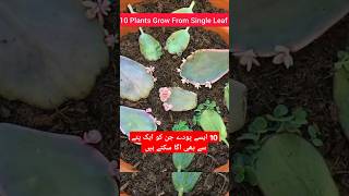 10 plants grown from leavesWhich plant can be grown from leaves plants grown from single Leafshort [upl. by Weibel]