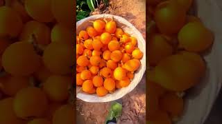 An impressive loquat Harvest shorts [upl. by Orit]