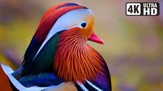 Most Exotic Birds  Relaxing Bird Sounds  Breathtaking amp Soothing Nature  Stress Relief Sounds [upl. by Attenej]