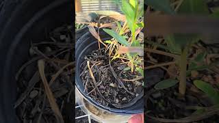 Was able to grow an oleander from seed [upl. by Attenhoj]