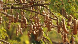 Awesome Tamarind Cultivation Technology  Tamarind farm and harvest  Tamarind Processing [upl. by Lecrad779]