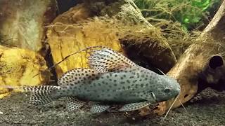 Synodontis Eupterus aka African Featherfin Squeaker Catfish [upl. by Giustino]