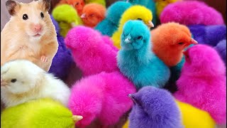 Menangkap ayam lucu ayam warna warni ayam rainbow bebek angsa ikan hias ikan cupang [upl. by Osana]