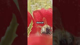 Bees Can Dance 🐝💃 Discover the Waggle [upl. by Francisca]