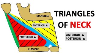 TRIANGLES OF NECK PART1 ANTERIOR AND POSTERIOR TRIANGLES  NEET SERIES dentalcafe4331 [upl. by Ahsaercal]