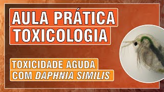 AULA PRÁTICA  TESTE DE TOXICIDADE AGUDA  Daphnia similis [upl. by Aldous]