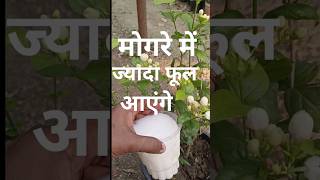 Jasmine plant fertilizerplants garden video [upl. by Anaimad]