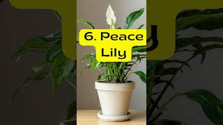 Plants That Love Misting plants houseplants indoorplants [upl. by Ttam80]